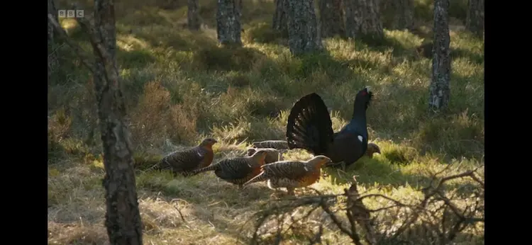 Western capercaillie (Tetrao urogallus urogallus) as shown in Wild Isles - Woodland